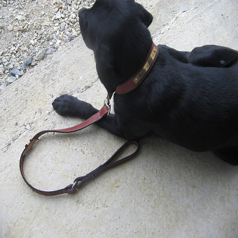 Collier et laisse animaux domestiques